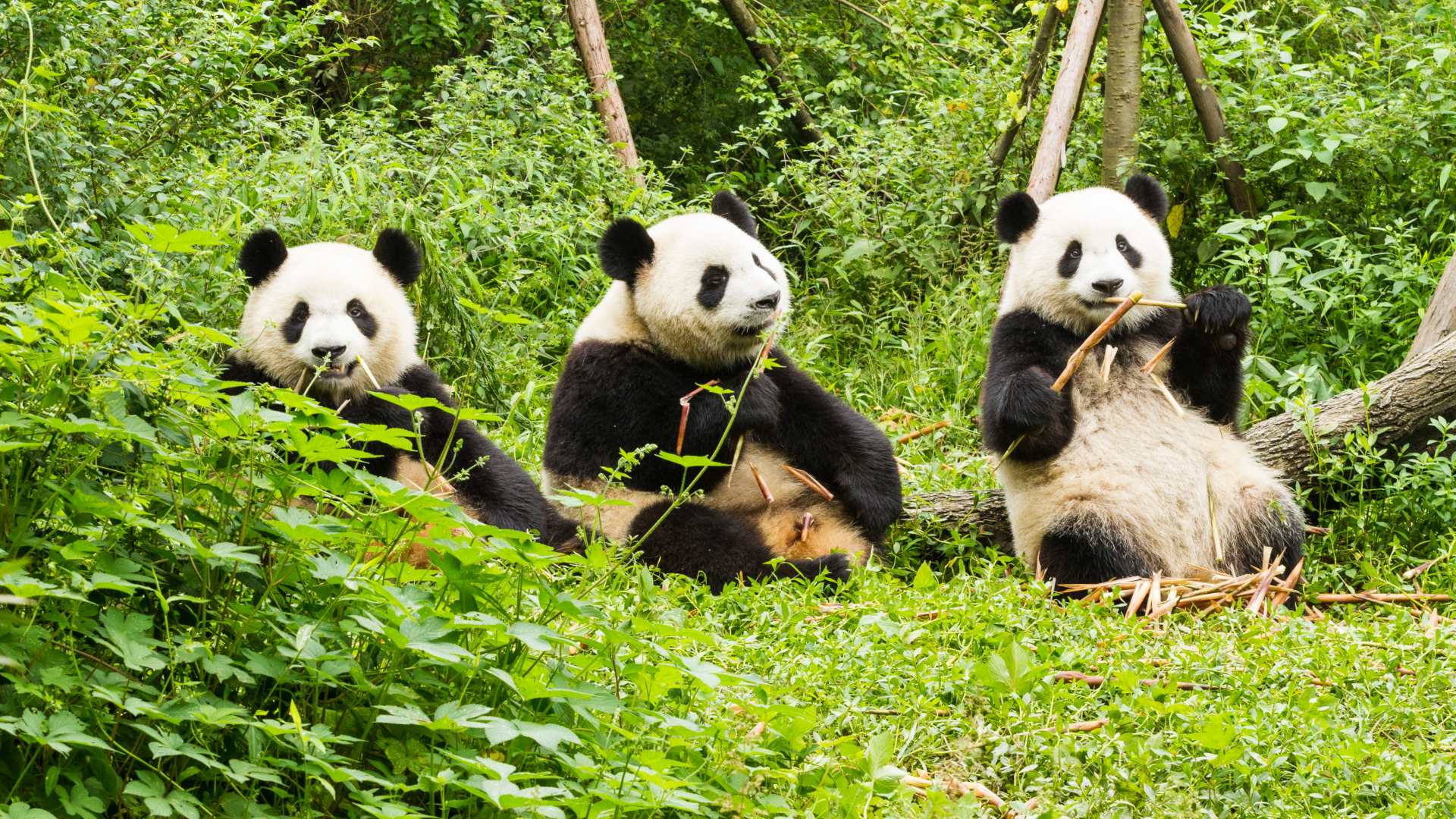 Giant Panda Breeding Research Base​