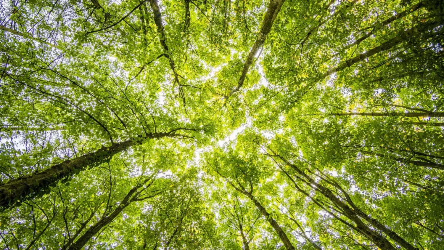 Forest Bathing Therapy