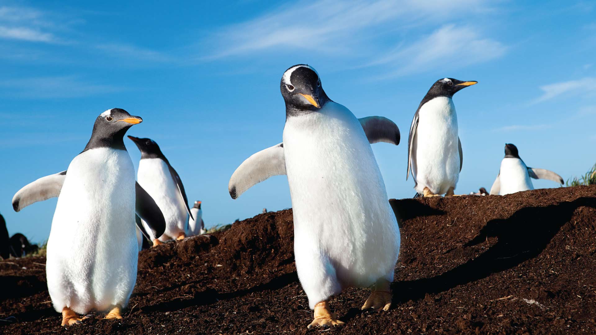 15 Days 14 Nights 
Wild South Atlantic and Falkland Islands