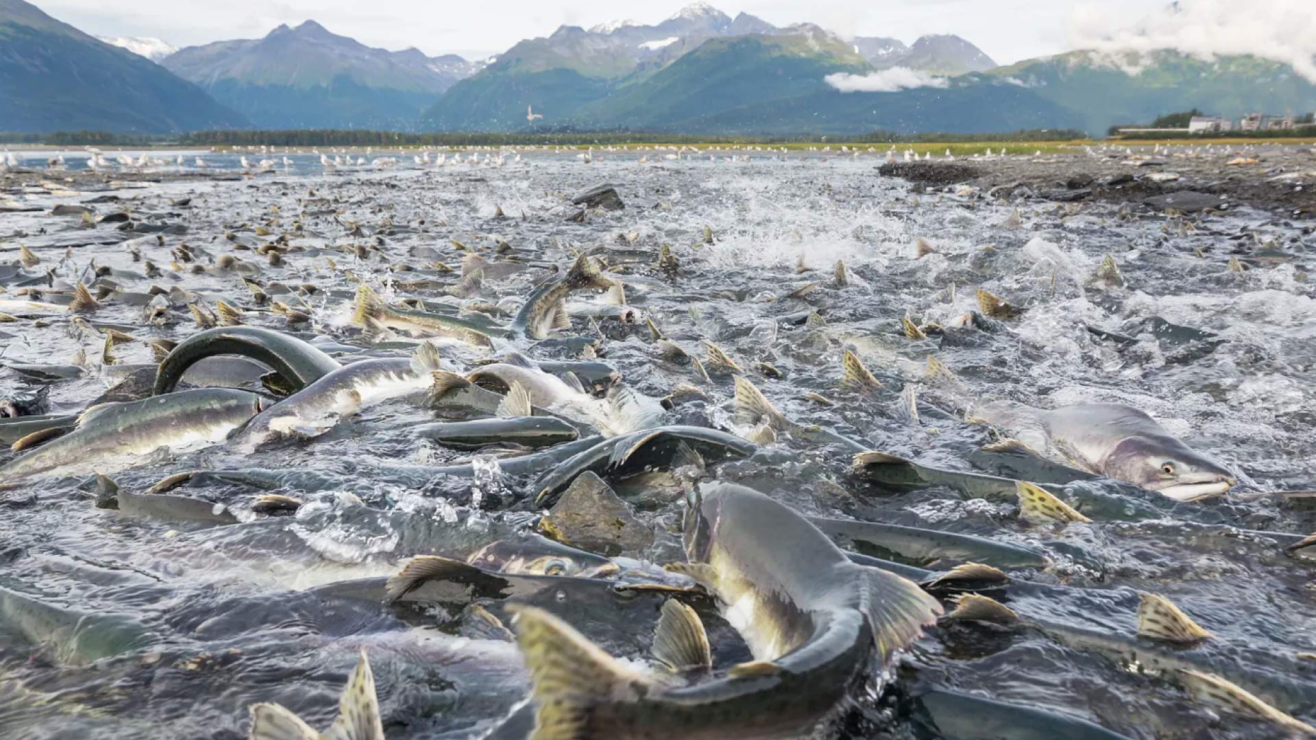 9 Days 8 Nights
Vancouver - Seward
(Anchorage, Alaska)