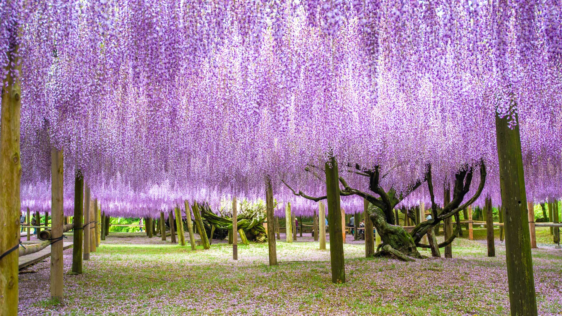 11 Days 10 Nights 
Tokyo Roundtrip