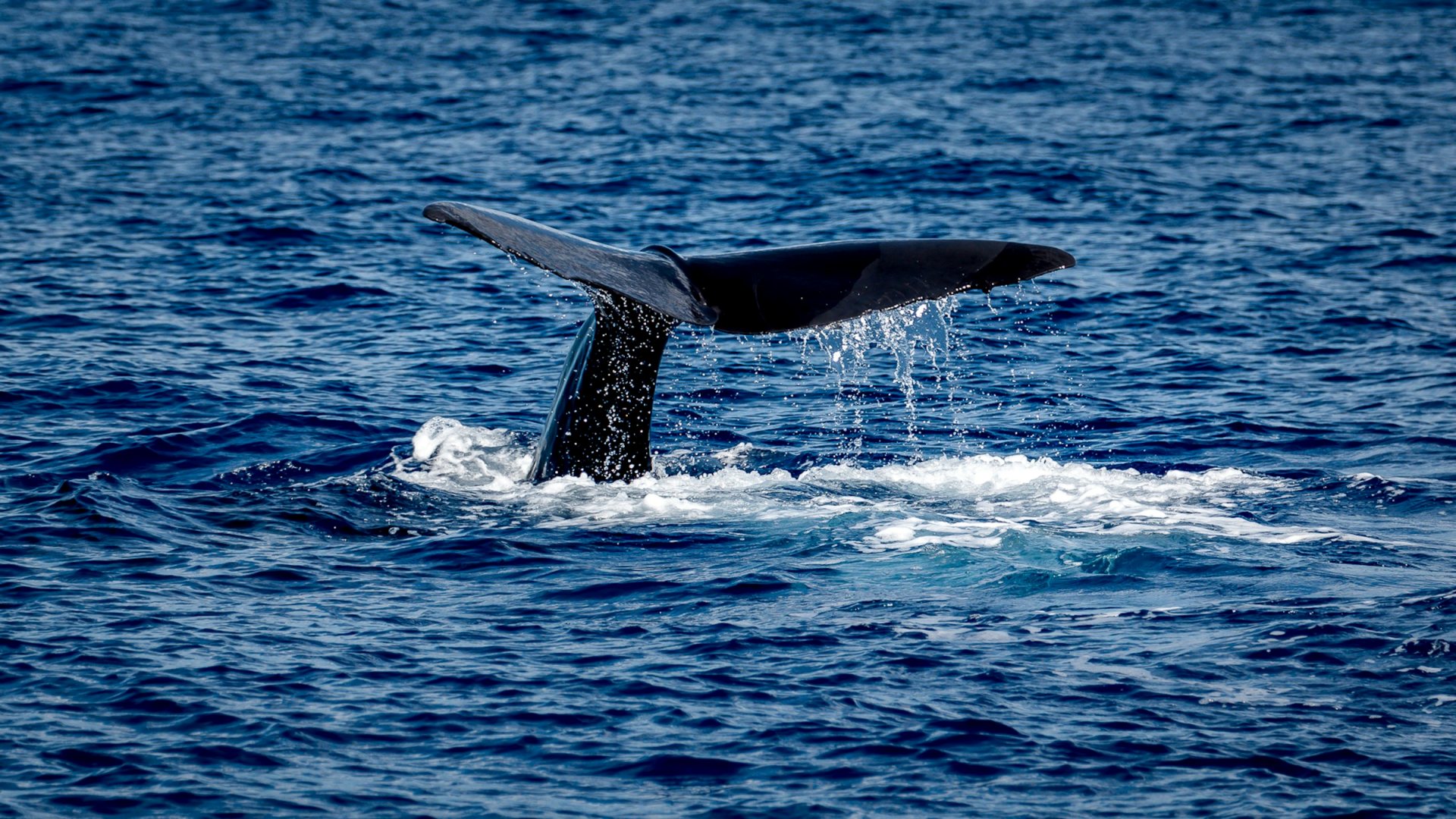 12 Days 11 Nights 
The Americas & Caribbean