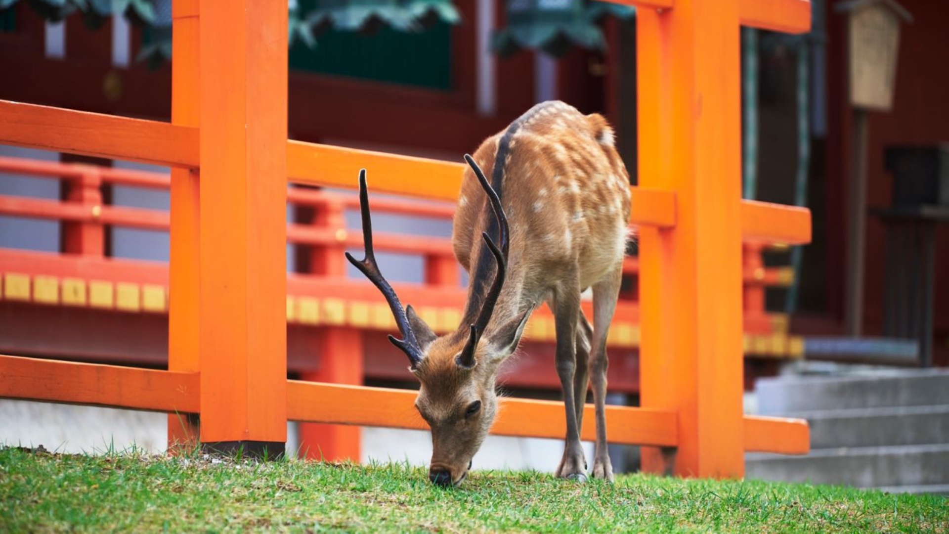 JW Marriott Hotel Nara